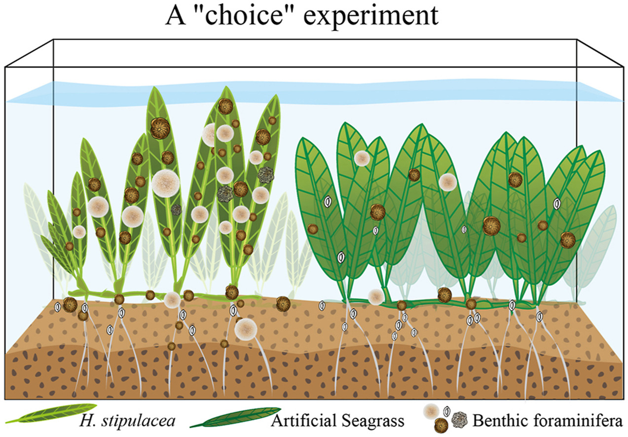 Graphical abstract: A matter of choice: Understanding the interactions between epiphytic foraminifera and their seagrass host Halophila stipulacea