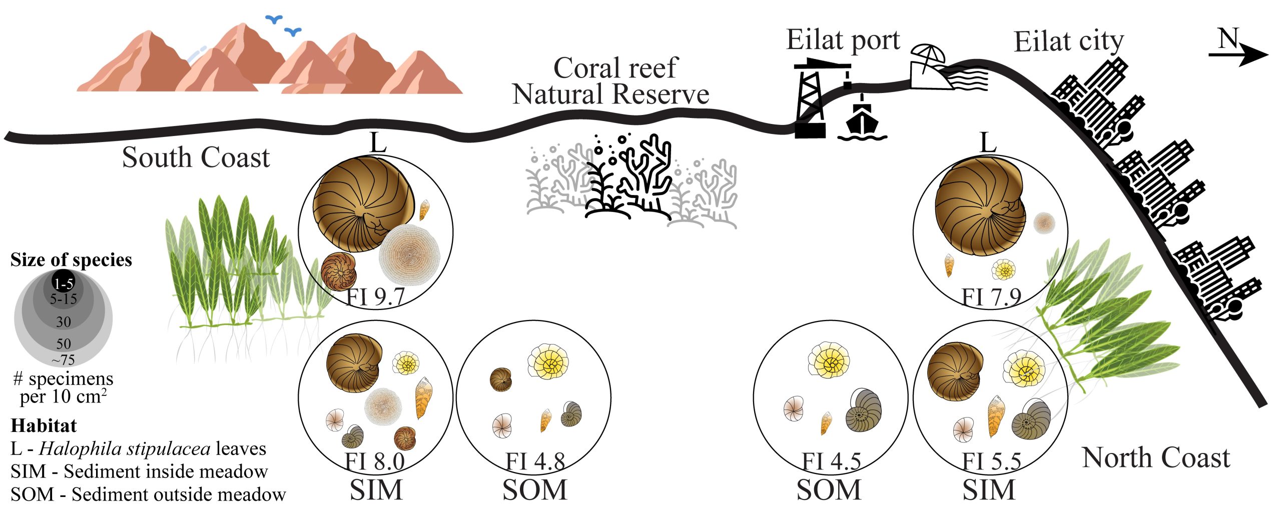 Graphical abstract: Seagrass as a stabilizing environment for benthic foraminifera living in anthropogenically impacted coastal areas