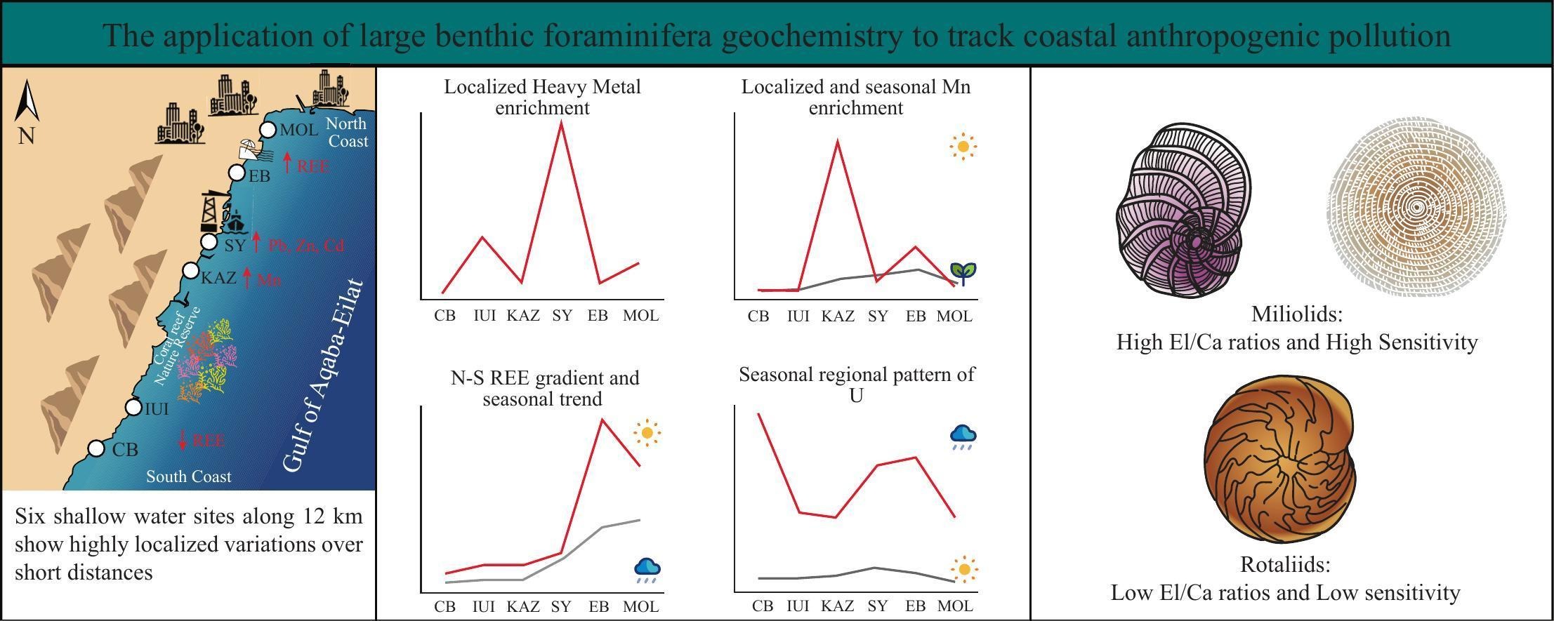 Graphical abstract: Large benthic foraminifera as recorders of fine-scale coastal elemental variability