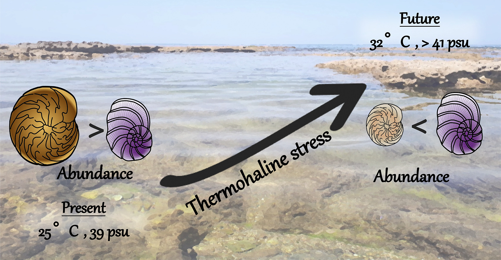 Graphical abstract: The combined effects of rising temperature and salinity may halt the future proliferation of symbiont-bearing foraminifera as ecosystem engineers