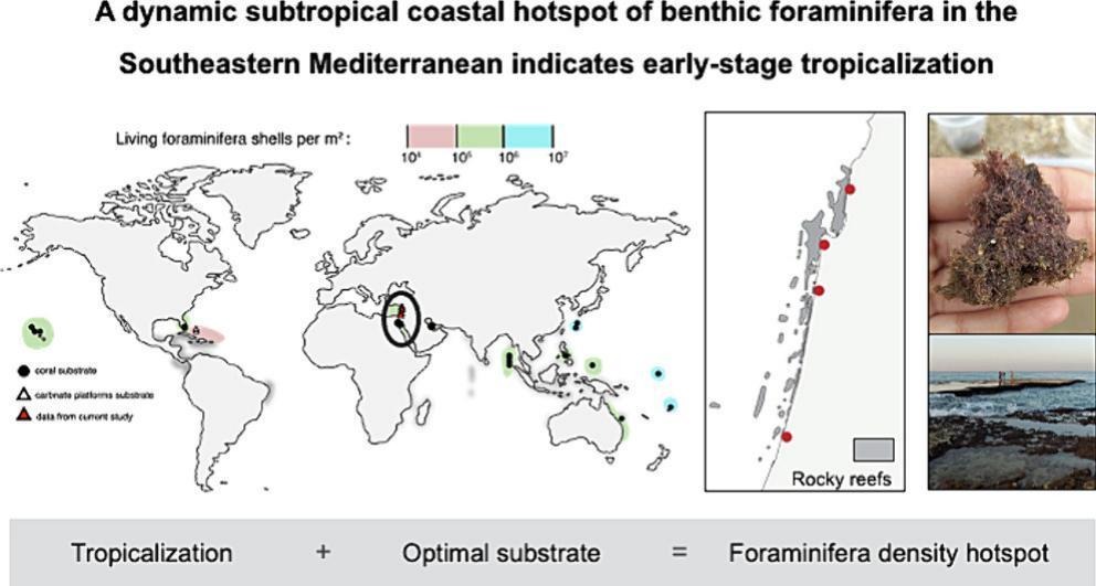 Graphical abstract: A dynamic subtropical coastal hotspot of benthic foraminifera in the Southeastern Mediterranean indicates early-stage tropicalization