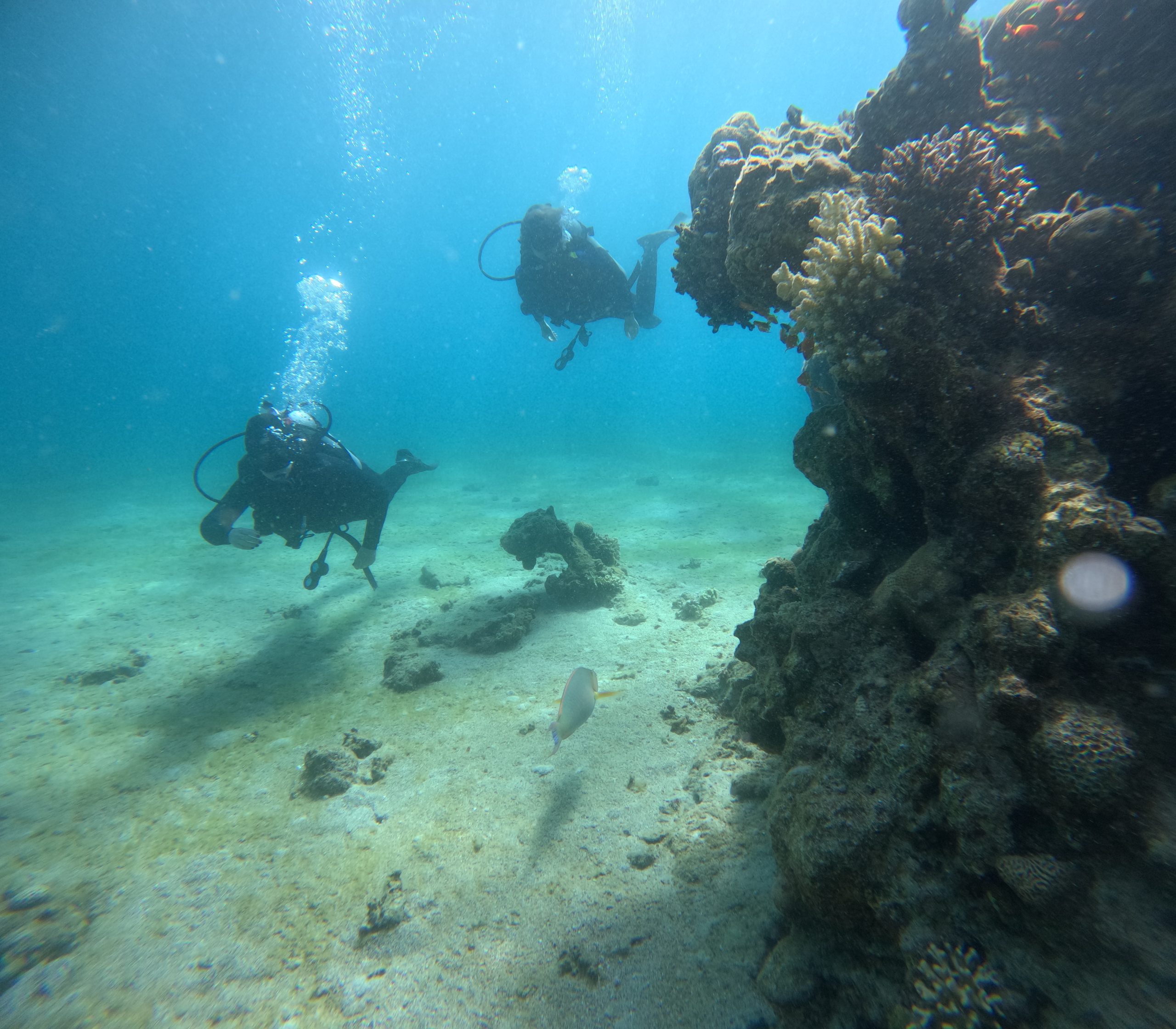 diving foraminifera lab